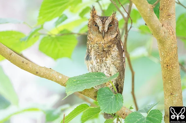 目線の高さにいたリュウキュウコノハズクのオス。