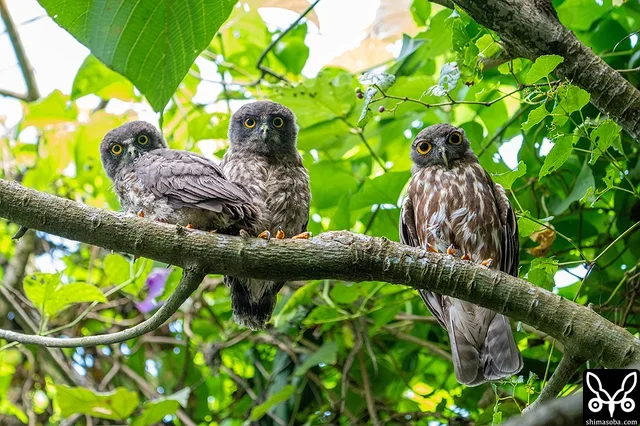 アオバズクの巣立ちビナとメス親(右)。