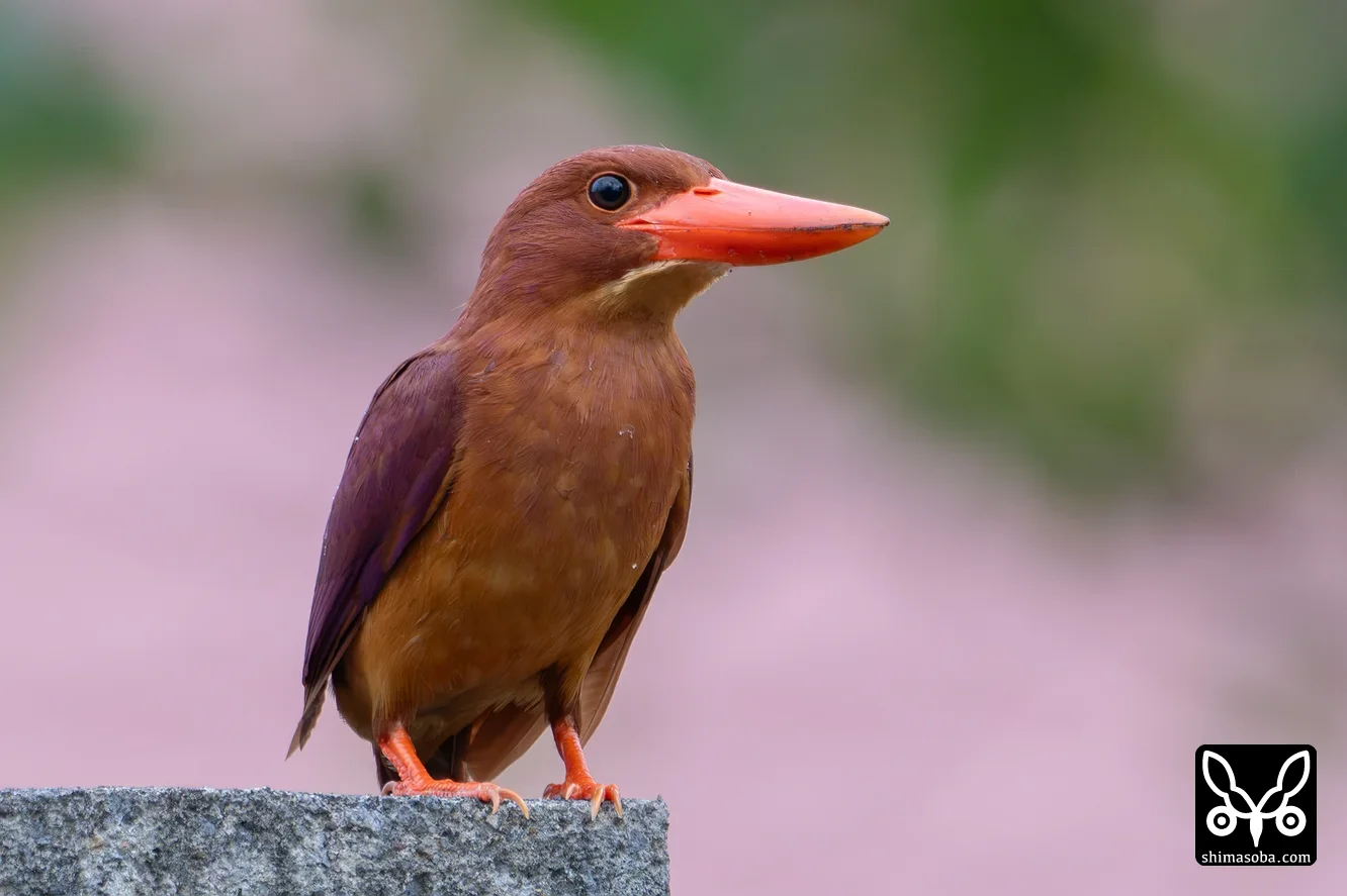リュウキュウアカショウビン