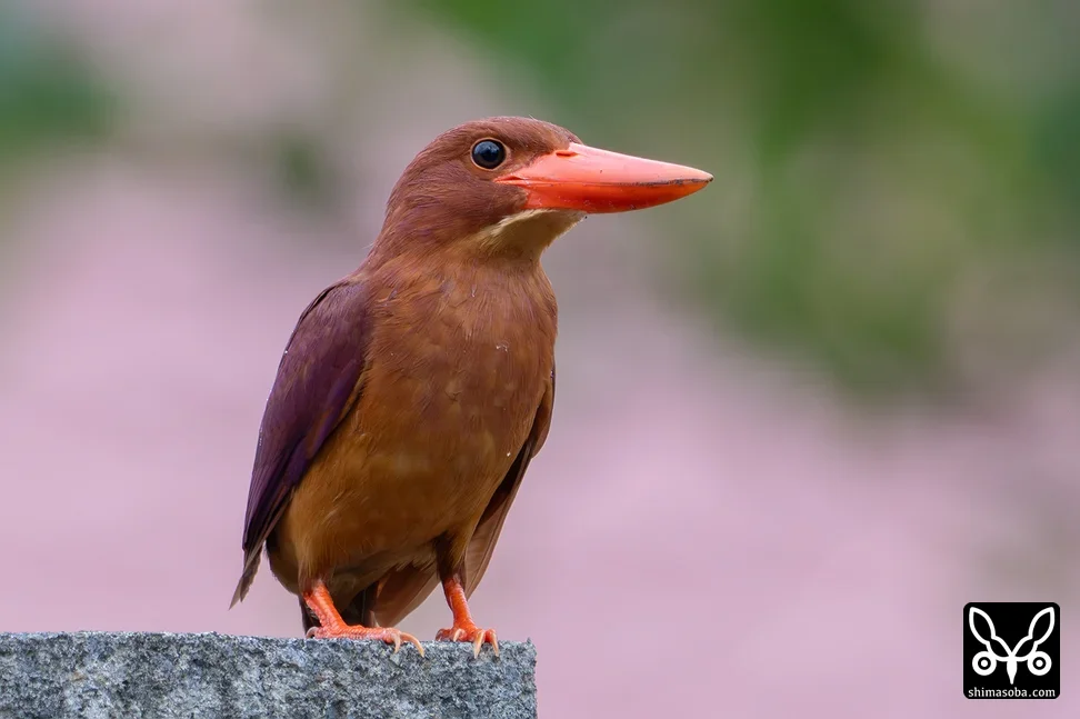 リュウキュウアカショウビン