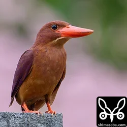 リュウキュウアカショウビン