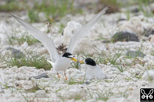 抱卵するメス(右)に餌を運んできたオス。鳥よけのために設置された猛禽類を模した凧に怯えながらなんとか給餌していました。
