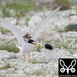 抱卵するメス(右)に餌を運んできたオス。鳥よけのために設置された猛禽類を模した凧に怯えながらなんとか給餌していました。