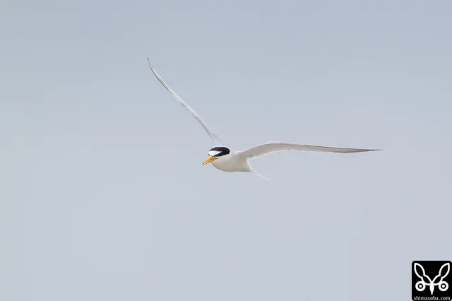 鳥よけが怖くて降りれず、警戒の鳴き声を上げながら上空を舞うコアジサシ。
