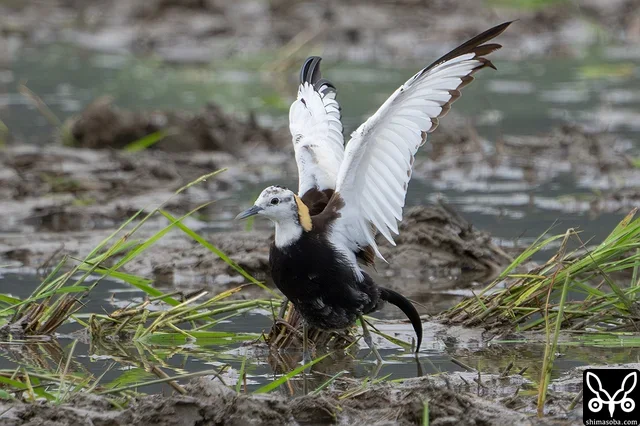 水浴び後、羽ばたくレンカク。成鳥夏羽へ移行中のようです。