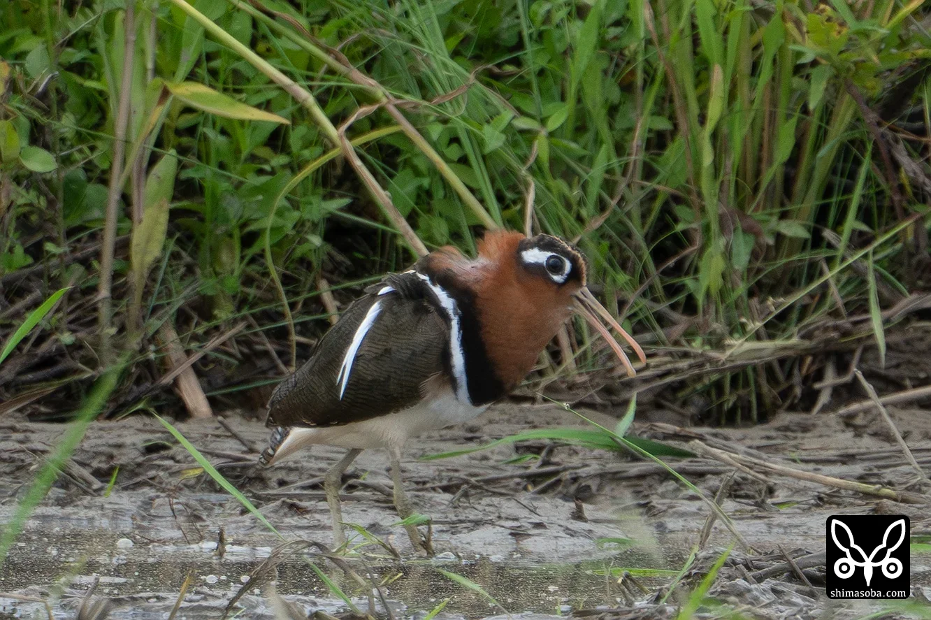 タマシギ