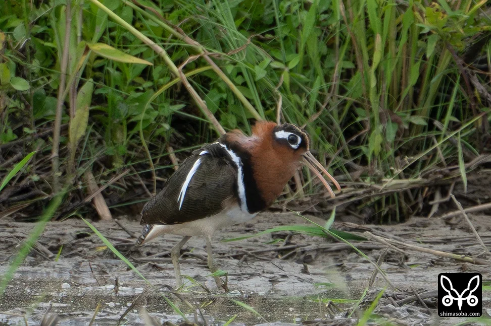 タマシギ