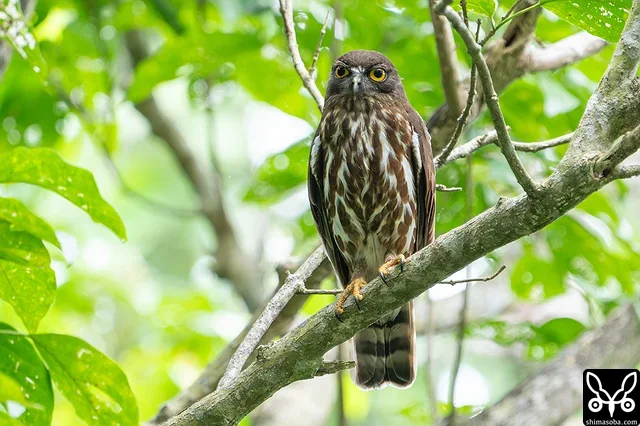 リュウキュウアオバズクのオス。アオバズクはすでに `巣立った <https://shimasoba.com/blog/2373/>`_ ところもありますが、最盛期は7月に入ってからです。