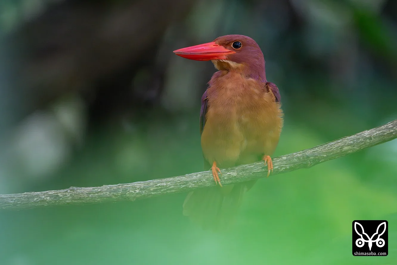 リュウキュウアカショウビン