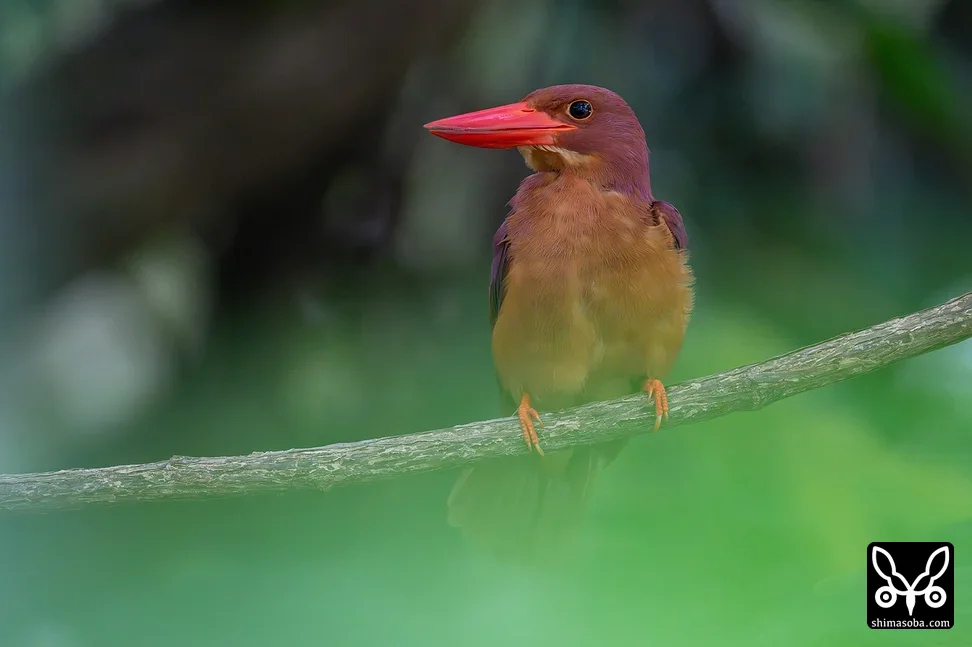 リュウキュウアカショウビン