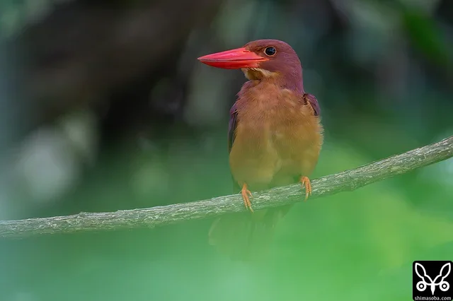 水浴び後のリュウキュウアカショウビン。