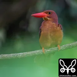 リュウキュウアカショウビン