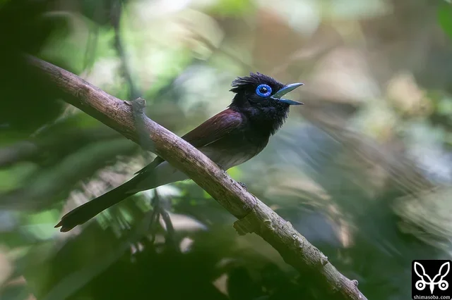 リュウキュウサンコウチョウのオス。