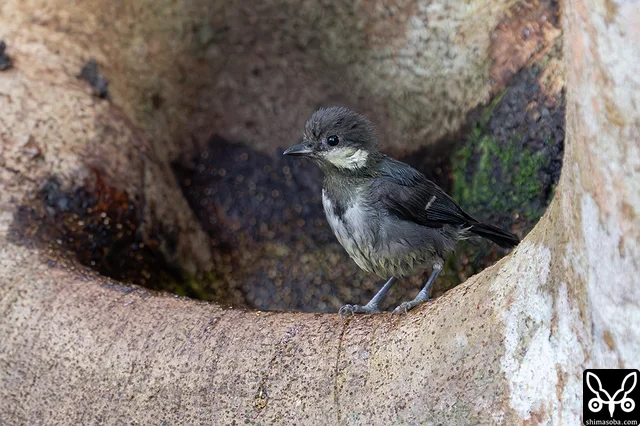 イシガキシジュウカラの幼鳥。木の窪みにできた水たまりで水浴びしていました。