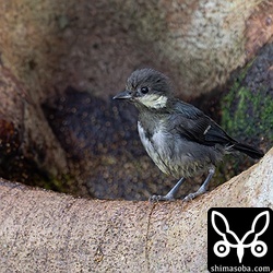 イシガキシジュウカラの幼鳥。木の窪みにできた水たまりで水浴びしていました。