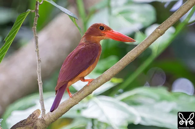 自宅からアカショウビン。子育て中のようで、餌を取ると林内へ飛んで行きました。