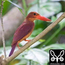リュウキュウアカショウビン