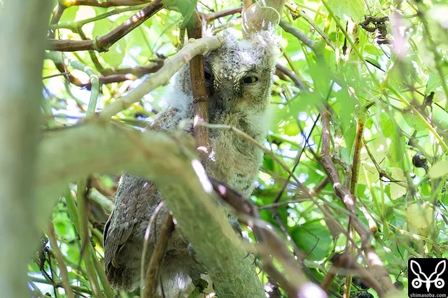 巣立ちしたリュウキュウコノハズクのヒナ。