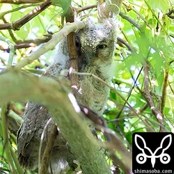 リュウキュウコノハズク