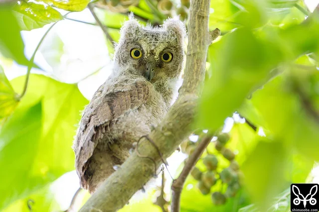 見やすい位置へ移動したリュウキュウコノハズクのヒナ。全身を見ることができました。