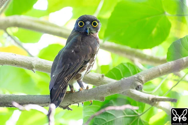 アオバズクのオス親。巣立ちはもう少し先のようです。