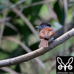 リュウキュウサンコウチョウ
