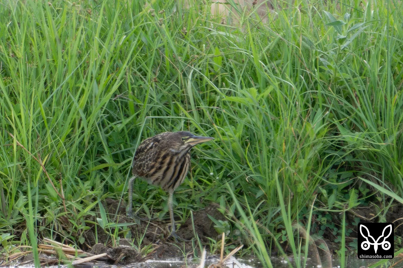 リュウキュウヨシゴイ