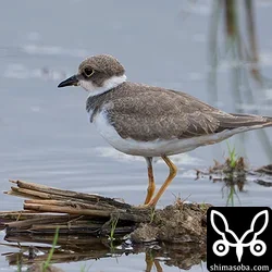 コチドリの幼鳥。2羽いました。石垣島内で繁殖してる可能性もありますね。