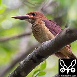 アカショウビン、ズグロミゾゴイ、リュウキュウヨシゴイ、ツバメチドリなど幼鳥が次々巣立ち
