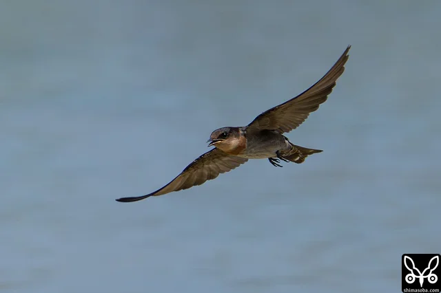 リュウキュウツバメの巣立ちビナ。田んぼに水を飲みにきていました。