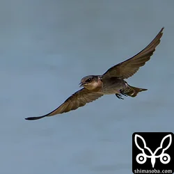 リュウキュウツバメ