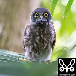 アオバズク巣立ち、アカショウビン、リュウキュウヨシゴイ、アカガシラサギ、エリグロアジサシ子育てほか