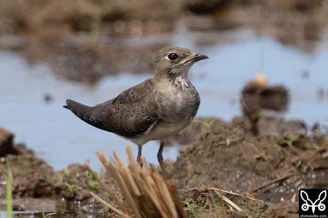 ツバメチドリ幼鳥。換羽が進んでいます。