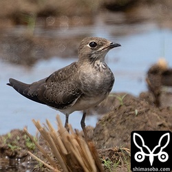 ツバメチドリ幼鳥。換羽が進んでいます。