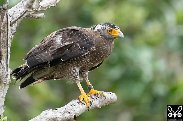 強風の中、カンムリワシのメスが獲物を探していました。左足に「7」と書かれた黒い足環をしているので、過去に救護されたことのある「みっちゃん」ですね。今年の4月初旬に放鳥された個体で `4月 <https://shimasoba.com/blog/2347/>`_ と `5月 <https://shimasoba.com/blog/2364/>`_ にも同じエリアで確認しています。