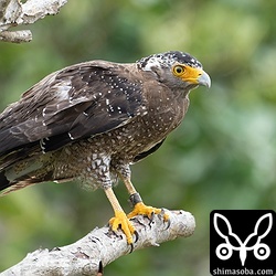 強風の中、カンムリワシのメスが獲物を探していました。左足に「7」と書かれた黒い足環をしているので、過去に救護されたことのある「みっちゃん」ですね。今年の4月初旬に放鳥された個体で `4月 <https://shimasoba.com/blog/2347/>`_ と `5月 <https://shimasoba.com/blog/2364/>`_ にも同じエリアで確認しています。