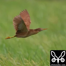 リュウキュウヨシゴイ