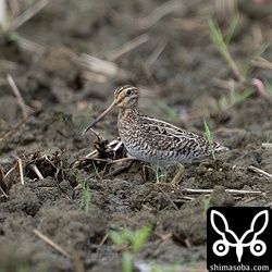 こちらもハリオシギ成鳥。幼鳥も1羽いましたが、写真を撮る前に草むらの中へ…。^^;