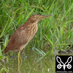 リュウキュウヨシゴイ、ズグロミゾゴイ、ムラサキサギ