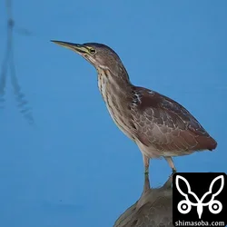 リュウキュウヨシゴイ