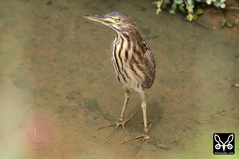 リュウキュウヨシゴイ