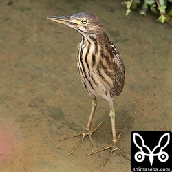 リュウキュウヨシゴイの幼鳥。成鳥、幼鳥とも出会いが多いです。