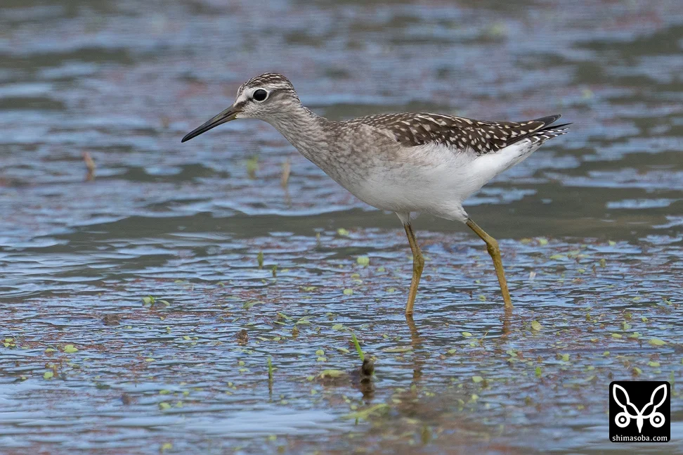 タカブシギ