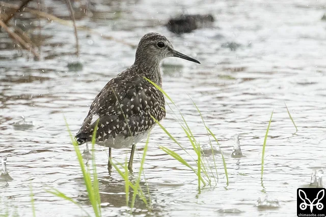 タカブシギの幼鳥。群れの半分近くを幼鳥が占めるようになりました。