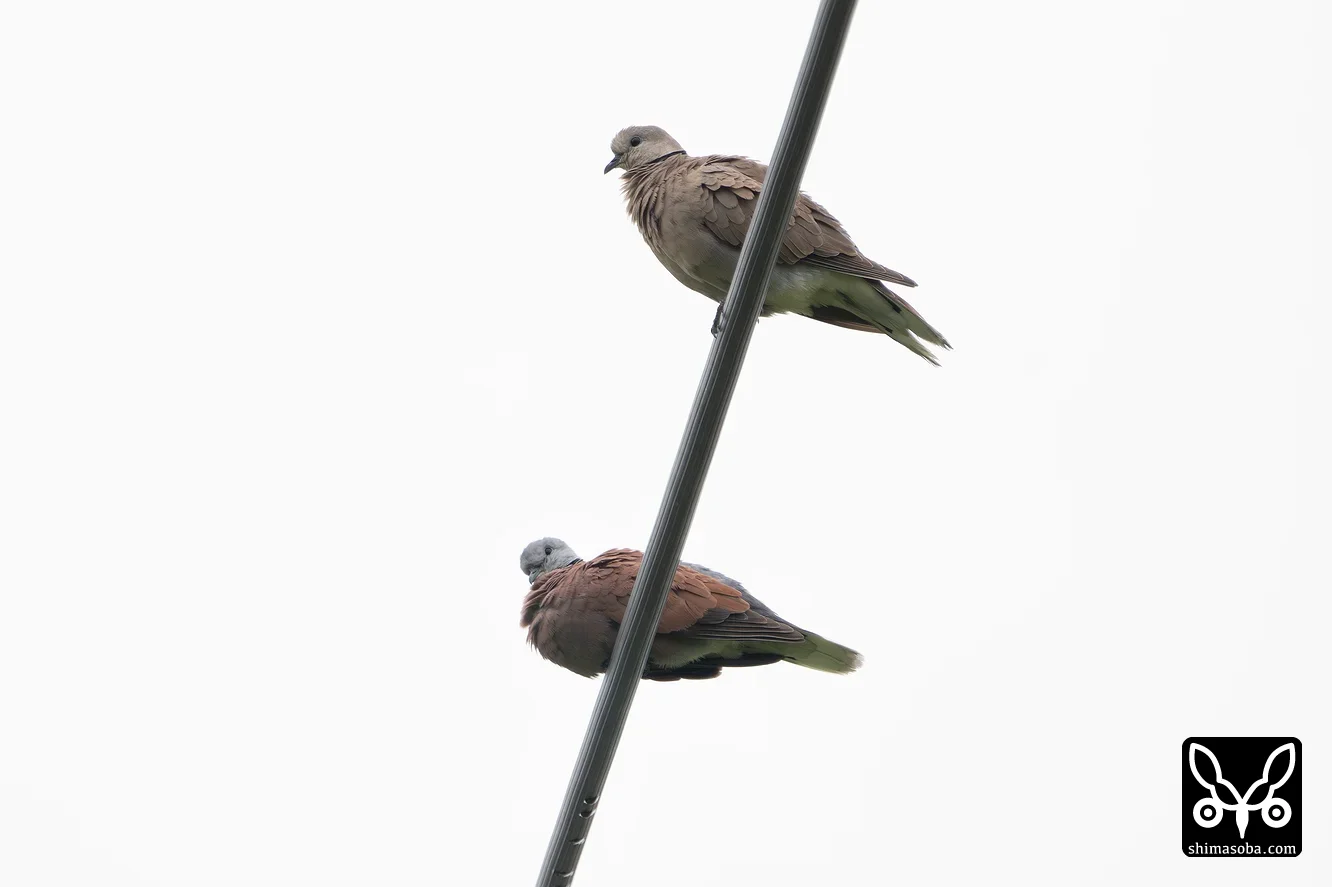 ベニバト
