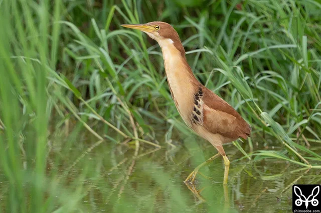 毎日、あちこちで見ることができるリュウキュウヨシゴイ。成鳥、幼鳥と個体数が多く、今が一番見やすい時季です。