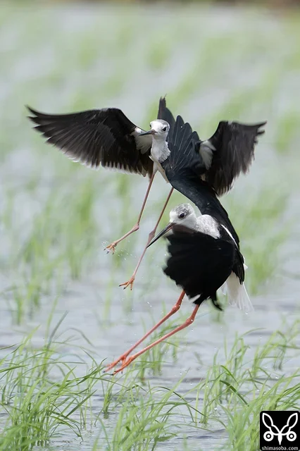 セイタカシギの成鳥と幼鳥がトラブルを起こしていました。親子なのか赤の他人なのか。