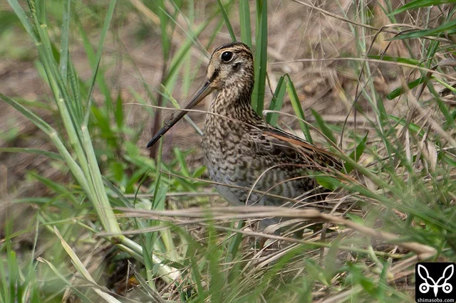 チュウジシギ幼鳥。