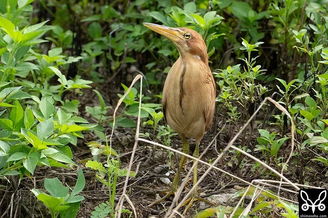 リュウキュウヨシゴイ成鳥オス。毎日、複数羽見ます。