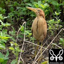 リュウキュウヨシゴイ成鳥オス。毎日、複数羽見ます。